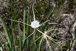 Henry's spiderlilly